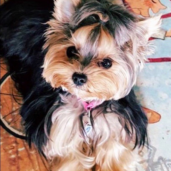 Meet your Posher, Shayla - Picture 2 of 2